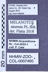 Etikette zu Melanotus sinensis (Platia & Schimmel, 2001) (NHMW-ZOO-COL-0007460)